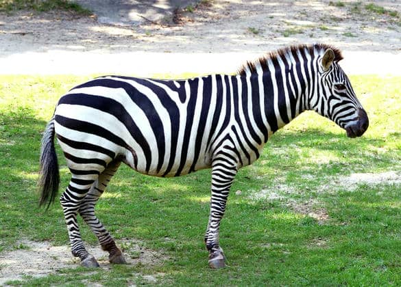 動物図鑑・サバンナシマウマ